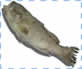 garoupa