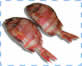 pargo vermelho riscado